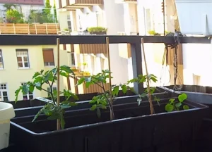 Tomaten