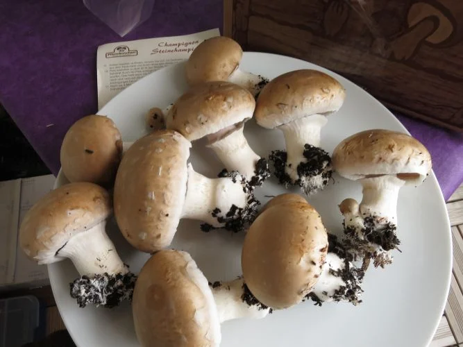 Pilze aus dem Pilzzuchtset ernten