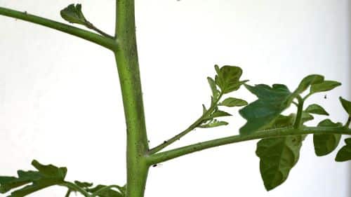 Geiztriebe am Gemüse ausgeizen