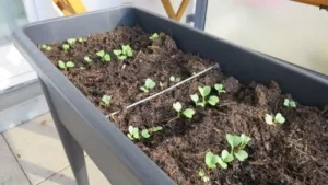 Feldsalat im Hochbeet