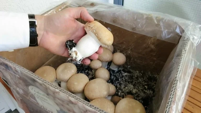 Champignons im Pilzzuchtset anbauen