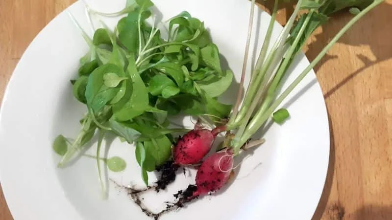 Erntezeit für Radieschen und Feldsalat