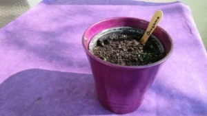 Oreganokeimlinge 14 Tage