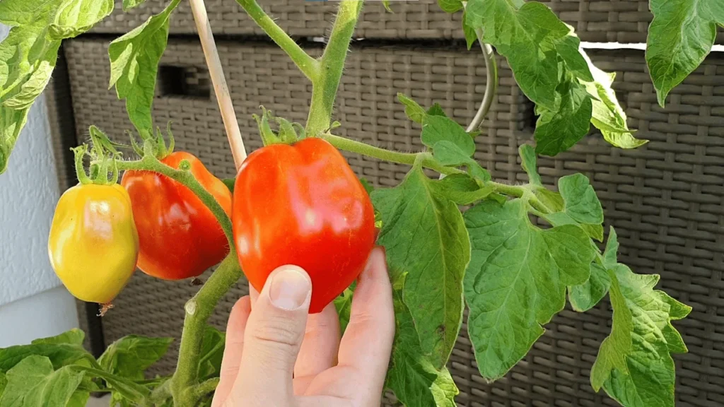 Tomaten richtig ernten und Zeitpunkt erkennen