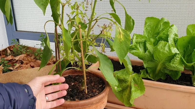 Chili richtig überwintern und Pflanzen auf den Winter vorbereiten