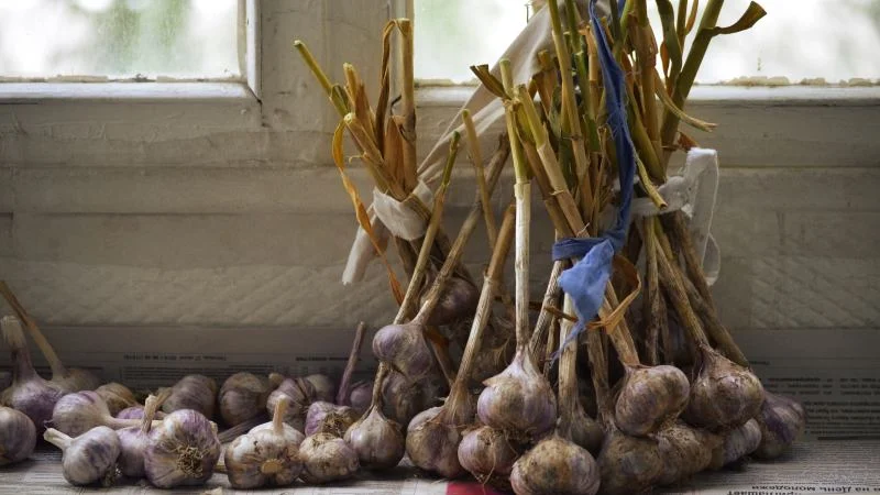 Knoblauch ernten und den richtigen Zeitpunkt erkennen