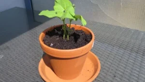 Buschbohnen auf dem Balkon umtopfen