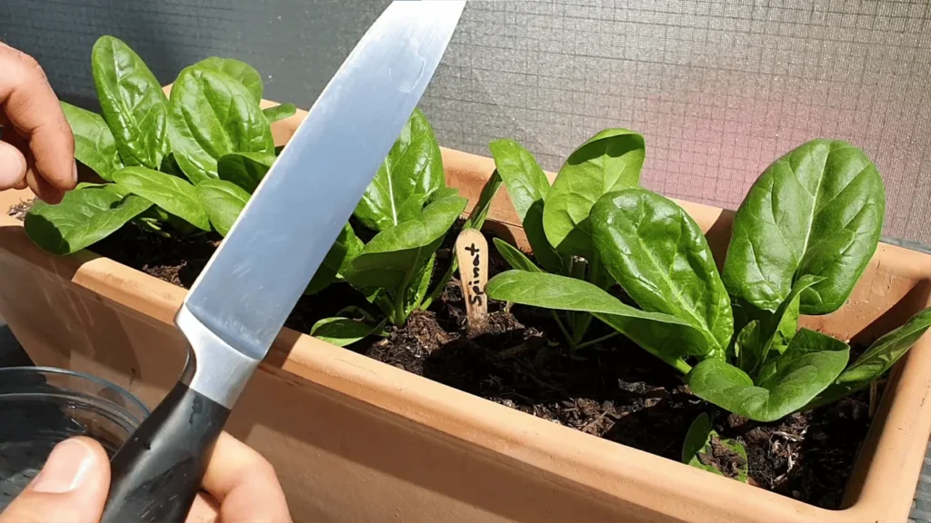Spinat richtig schneiden und ernten aus dem Blumenkasten
