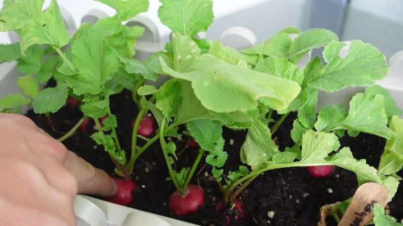 Radieschen aus Samen anziehen im Blumenkasten