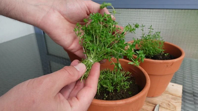 Thymian richtig ernten – Ernteschnitt im Sommer
