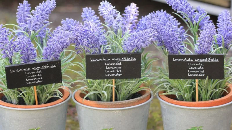 Lavendel auf dem Balkon anbauen