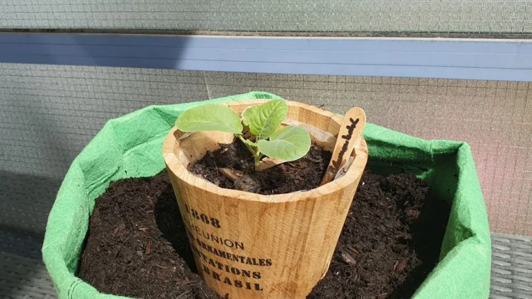 Blumenkohl aus Samen anziehen