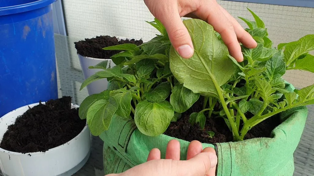Kartoffeln anpflanzen auf dem Balkon