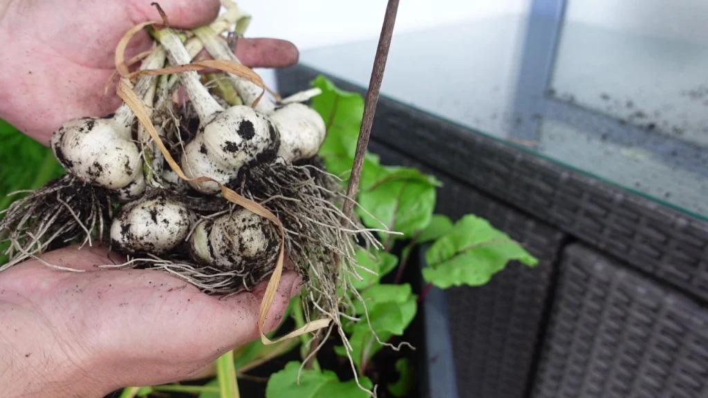 Knoblauch richtig ernten und den passenden Zeitpunkt erkennen