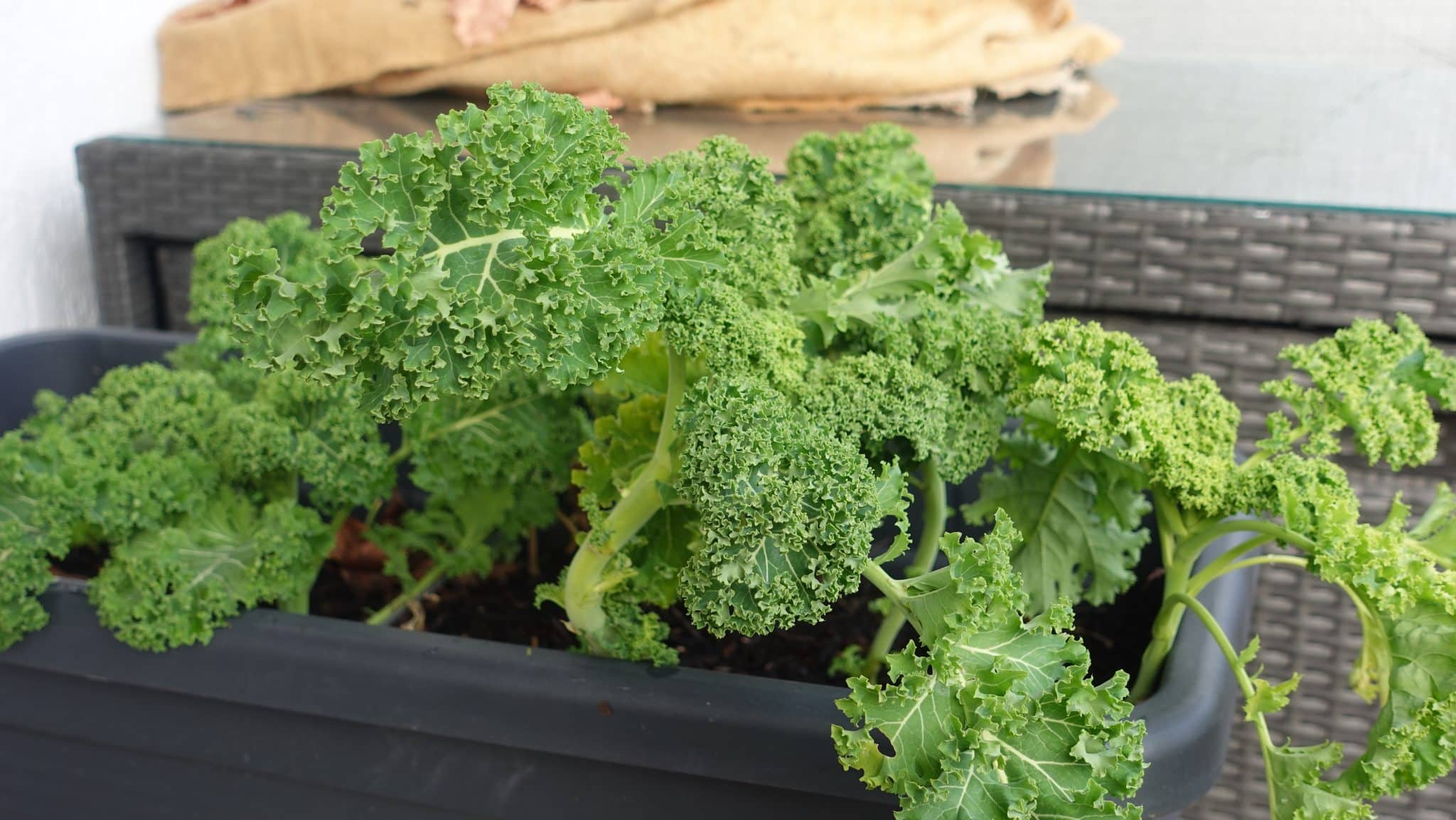 Grünkohl auf dem Balkon anbauen