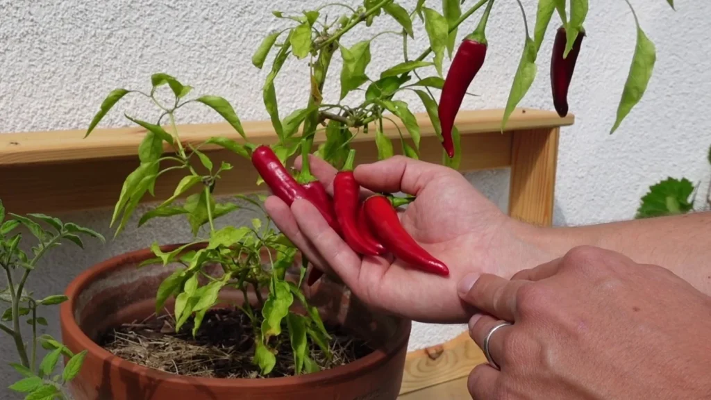 Chili richtig ernten und den passenden Zeitpunkt erkennen