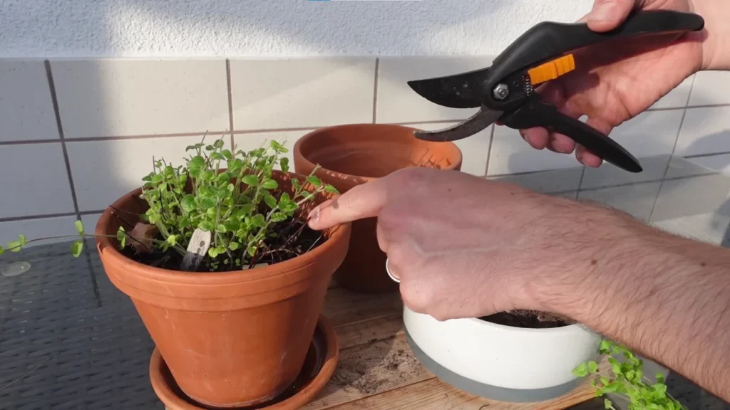 Frühjahrsschnitt bei Oregano auf dem Balkon: Warum er wichtig ist und wie man ihn durchführt