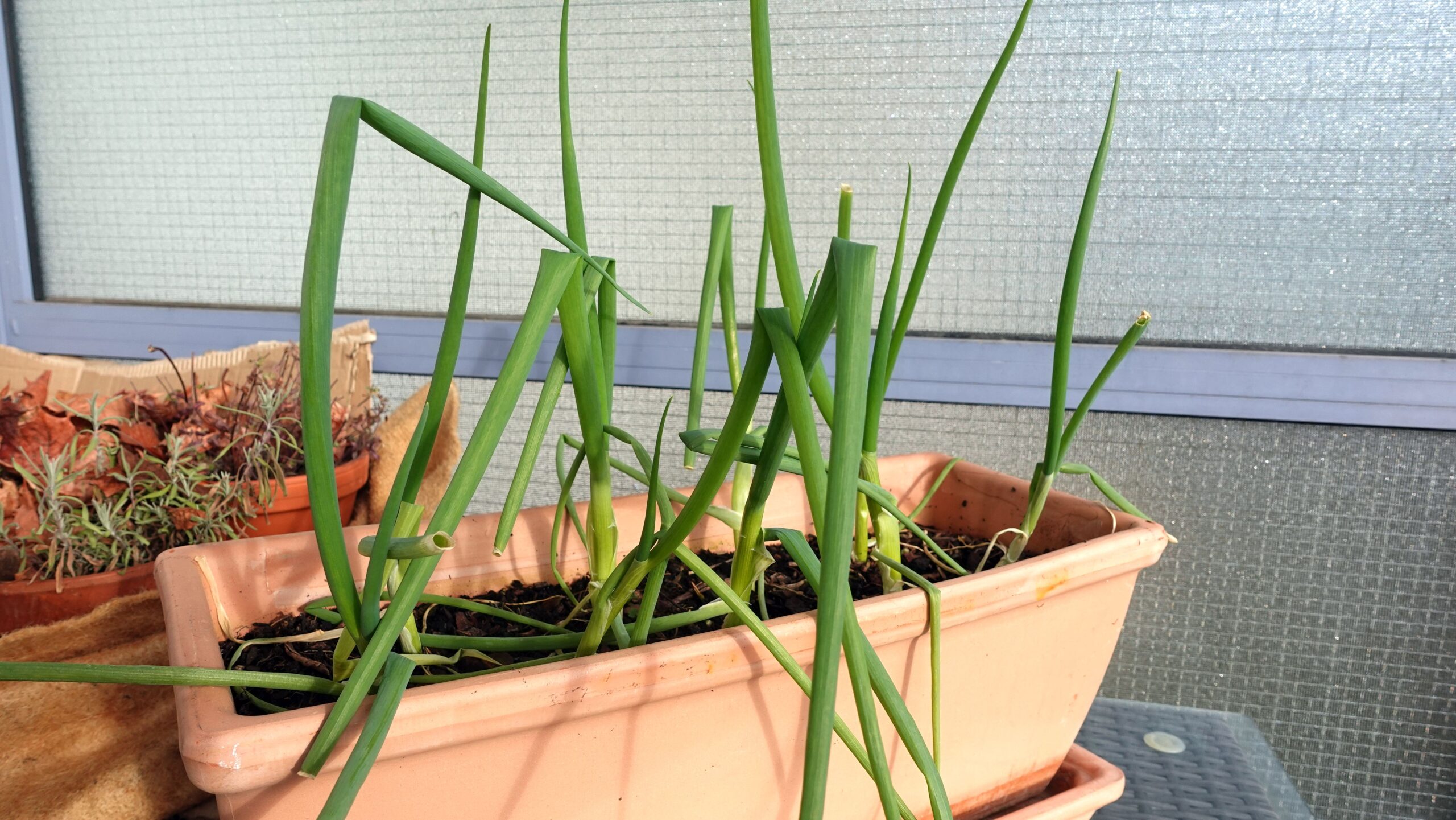 Lauchzwiebeln im Blumenkasten