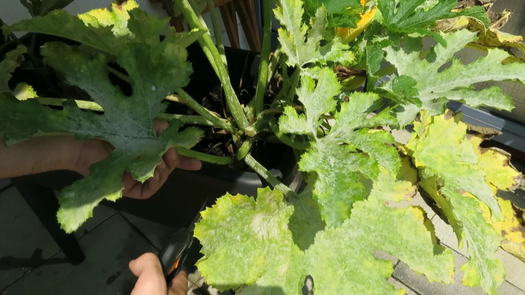 Mehltau auf Zucchini: Erkennen, Vorbeugen und effektiv behandeln