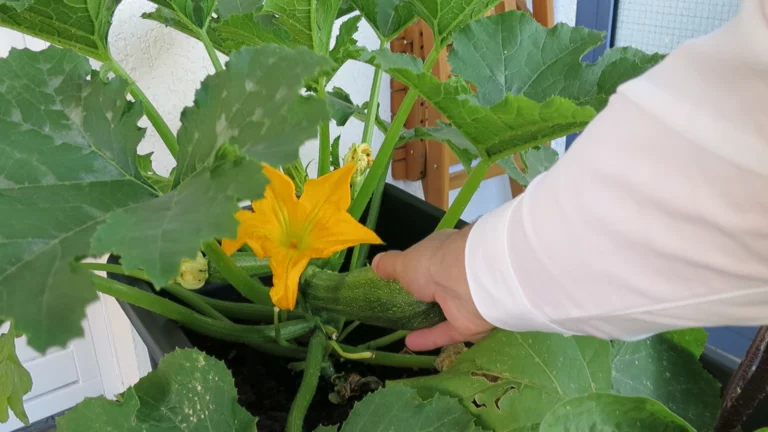 Zucchini ernten