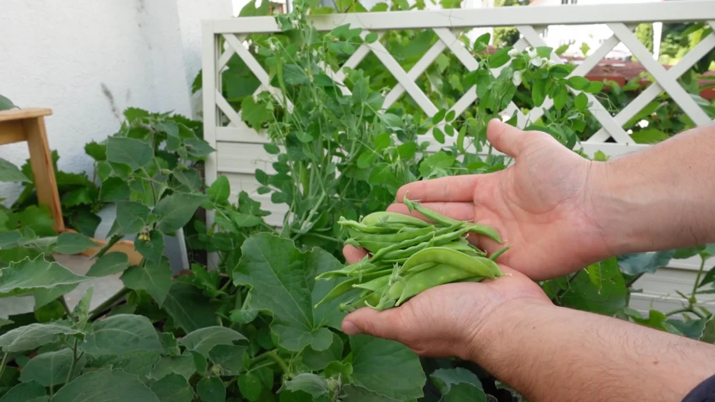 Zuckerschoten ernten – den richtigen Zeitpunkt erkennen
